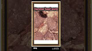 Hammer head worm fact [upl. by Nabila]