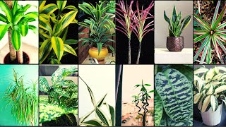 DRACAENA VARIETIES  Plants Weekly [upl. by Amluz]