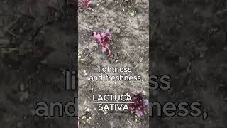 LACTUCA SATIVA AKA LETTUCE [upl. by Matthaeus973]