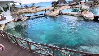 Dolphinaris at Cozumel Mexico seashore mscseashore cruiselife [upl. by Ardnaed]