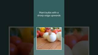 Top 10 Tips for Growing BulbsOnions  Onion Growing Tips  Agriculture and Technology shorts [upl. by Aerdnahs381]