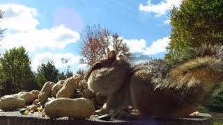 Chipmunks stuffing their faces with food in the fall [upl. by Wixted]