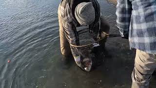 Pyramid Lake Trout Fishing  January 2024 [upl. by Akcira492]