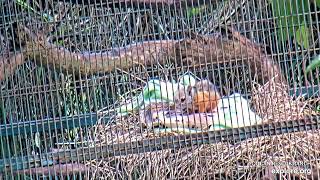 Baby Variegated Squirrel chills out on a blanket  071624  SlothTV playground via exploreorg [upl. by Tolman]