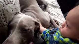 baby pets his tolerant Weimaraner [upl. by Hgielra140]