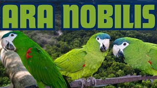 ARA NOBILIS  L ARA più PICCOLO che CE pappagalli parrots ara [upl. by Nahtnoj]