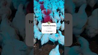 Tv poultry farming chicken poultryfood animalhusbandry poultry farming poultryfarming birds [upl. by Anegal]