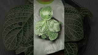 Fittonia AlbivenisBantawas GardenPlants Lover [upl. by Kerad]