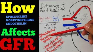 Effect of Epinephrine Norepinephrine and endothelin on GFR  Renal system lecture 70 [upl. by Ollie]