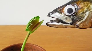 Flytrap Charlie RIPPED OFF JAW from a Mackerel [upl. by Ainyt898]