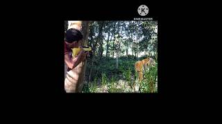 Tiger fire vfx nature wildsound forest wildlife tigers animals vfxshorts [upl. by Nebeur]