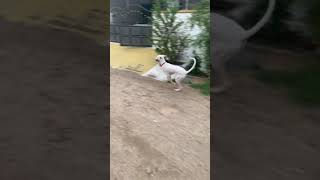 Rambo  Rajapalayam dog  Running speed [upl. by Frager13]