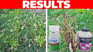 2 Weed Control Products to Kill Weeds in Your Bermuda or Zoysia Lawn WITHOUT Killing the Grass [upl. by Patience]