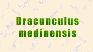 7 Dracunculus medinensis التنينة المدينية [upl. by Arlina143]