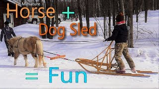 Driving a horse drawn dog sled at Versatile Horsemanship [upl. by Prakash237]