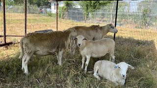 Why You SHOULDN’T USE A Percentage Australian White Ram  BRG Australian White Sheep Breed Up [upl. by Henson]