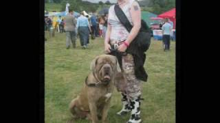 Neopolitan Mastiff X Old English Mastiff Oliver [upl. by Ayikan988]