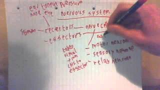 003 The Nervous System AQA Core Science GCSE Biology Drredfrizzlevideos  series 5 [upl. by Eirellav]