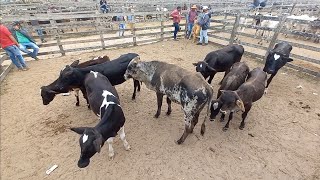 Feira de bezerras e novilhas leiteira em capoeiras PE 87 981295562 Manoel Pinheiro [upl. by Anifesoj]