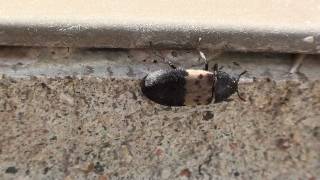 Larder Beetle Dermestidae Dermestes lardarius on Wall [upl. by Symons]