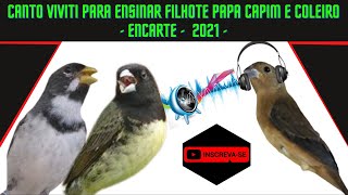 Canto VIVITI para ensinar filhote PAPA CAPIM e COLEIRO ENCARTE 2021 [upl. by Yorgo]