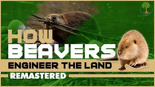 How Beavers Engineer The Land Remastered HD  George Monbiot [upl. by Ulda]