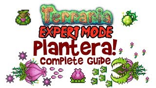 Terraria Plantera Guide Expert Mode amp Normal Too PC Console and Mobile 13 amp 12 [upl. by Ziguard340]