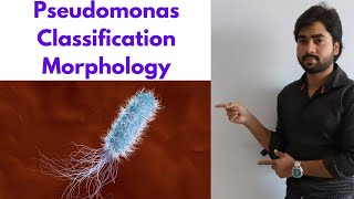 PSEUDOMONAS AERUGINOSA  Classification  Morphology  Lab Diagnosis By Abhishek sir [upl. by Aneetsirk]