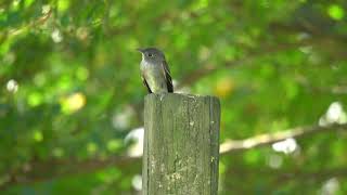 Flycatcher proving that I need to invest in a tripod [upl. by Ordnas]