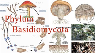 Kingdom Fungi  Basidiomycota වංශය [upl. by Finlay]