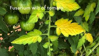 Identification of Verticillium Wilt of Tomato [upl. by Maurene]