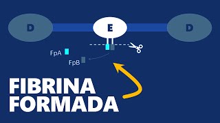 Fibrinogênio plasmático  INTERPRETAÇÃO DE EXAMES [upl. by Aciamaj]