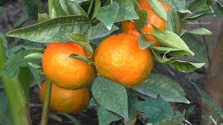 How to Grow Dancy Mandarin Tangerines [upl. by Mel]