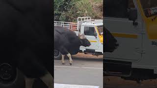 Big bison on road trending bison [upl. by Baxter]