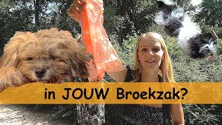 HONDEN POEP OPRUiMEN  Bellinga Family Vlog 745 [upl. by Trefler763]