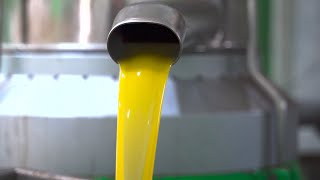 How Its Made Olive Oil [upl. by Ailehc604]