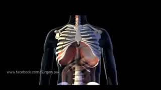 El mecanismo de respiración y el diafragma [upl. by Russ876]