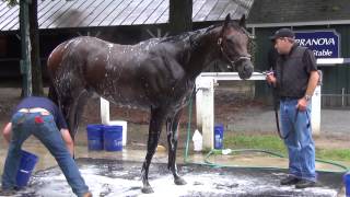 Bayern gallops at Saratoga August 22 [upl. by Caleb]