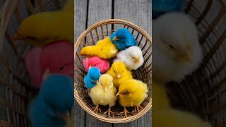 Colorful chicks chirpingBaby chicken colourfulchicks birds cuteanimals youtubeshorts chicks [upl. by Melinde307]