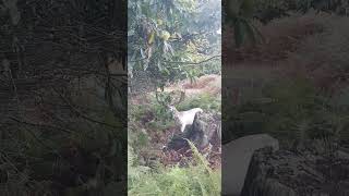 The Graceful Fallow Deer Natures Woodland Wanderers [upl. by Raphaela]