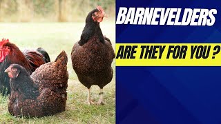 Barnevelder ChickensAre They For You [upl. by Hetti]