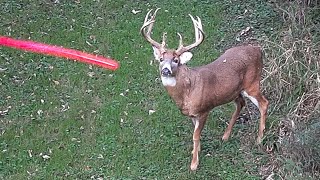 11 Shots in 11 Minutes 2021 Bowhunting Shot Compilation Pt 1 [upl. by Jc160]