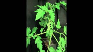 Phytophthora capsici infects tomato plants [upl. by Steinke]