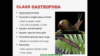 FSc Biology Book1 CH 10 LEC 11 Phylum Mollusca [upl. by Nilahs992]