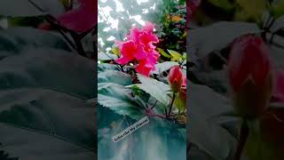 flowers rosegarden rose garden nature beautiful satisfying trendingshorts subscribe [upl. by Galvan860]