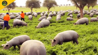 Black Pig Farming in Forest  World Most Expensive Ham  Black Pig Jamón Ibérico Processing Factory [upl. by Schreib]