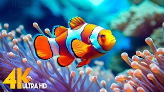 Aquarium 4K VIDEO ULTRA HD 🐠 Beautiful Coral Reef Fish  Relaxing Sleep Meditation Music 9 [upl. by Zephan]