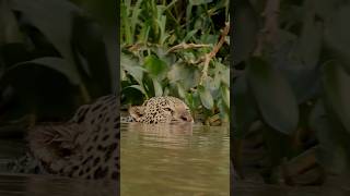 Swimming Jaguar in the Pantanal [upl. by Damiano]