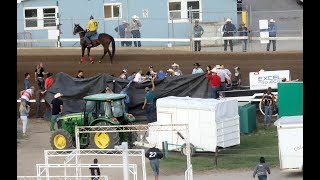 Driver error cited in chuckwagon crash that led to death of horse [upl. by Clover671]