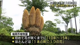 【山口】下関市豊田町 幸運を呼ぶ！？ ソテツの花 [upl. by Barthol]